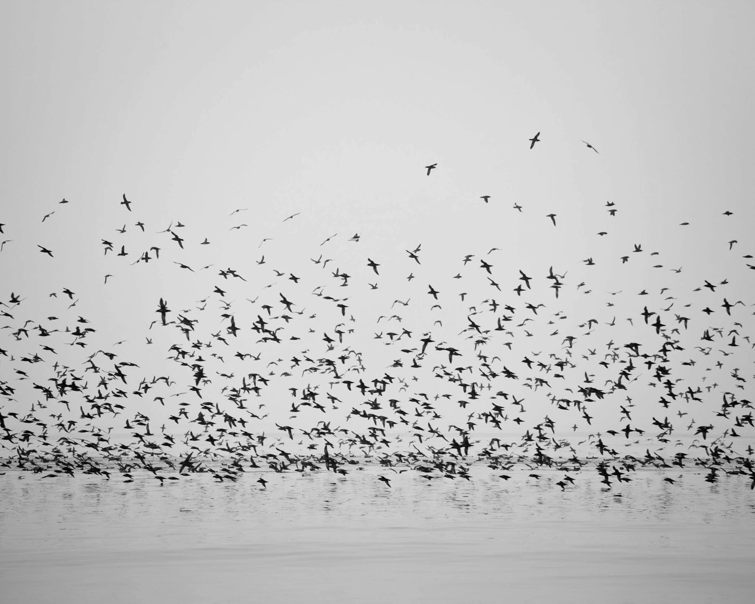 Снег летит как птичья стая. Стая птиц. Птица черно белая.