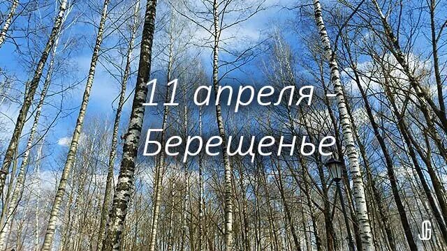 Праздник 11 апреля 2025. Берещенье 11 апреля. праздник берёзы берещенье. 11 апреля берещенье народные приметы.