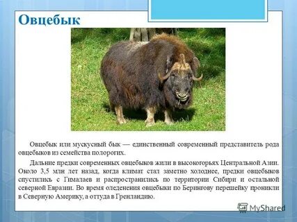 Овцебык внесен в красную книгу