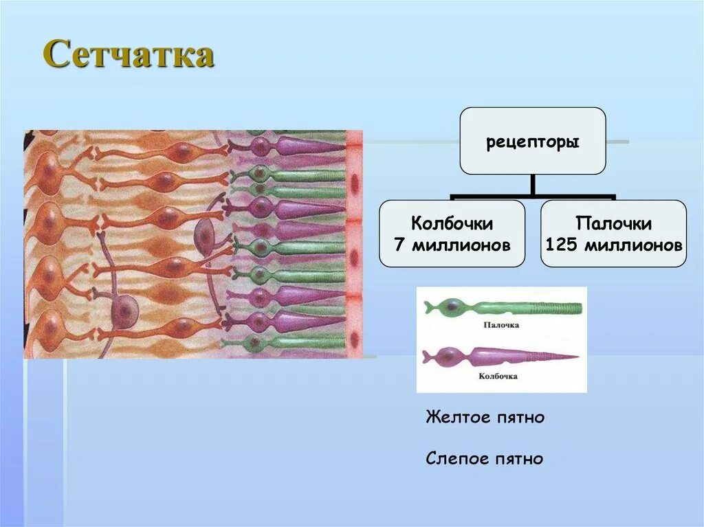 Колбочки и палочки какая оболочка глаза. Рецепторы сетчатки глаза колбочки и палочки. Фоторецепторы палочки и колбочки. Палочки и колбочки сетчатки строение. Строение глаза колбочки и палочки.