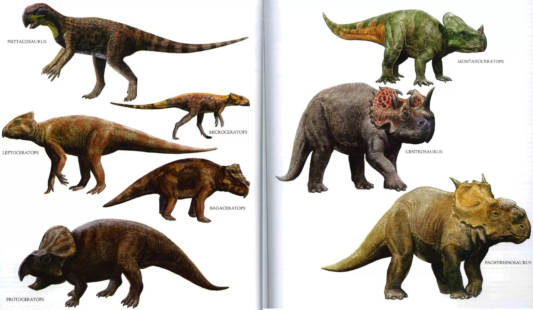 Виды динозавров. Динозавры для детей. Динозавры названия. Динозавры всех видов.