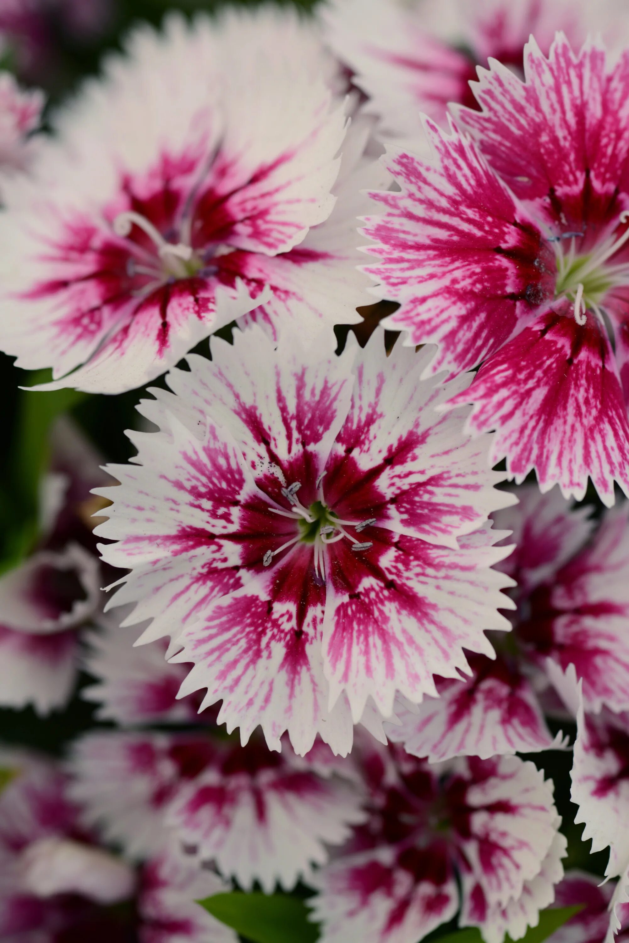 Dianthus chinensis гвоздика китайская. Гвоздика китайская пикоте. Гвоздика гибридная Floral Lace f1. Гвоздика китайская бородатая Телстар Пикоти. Гвоздика гибридная