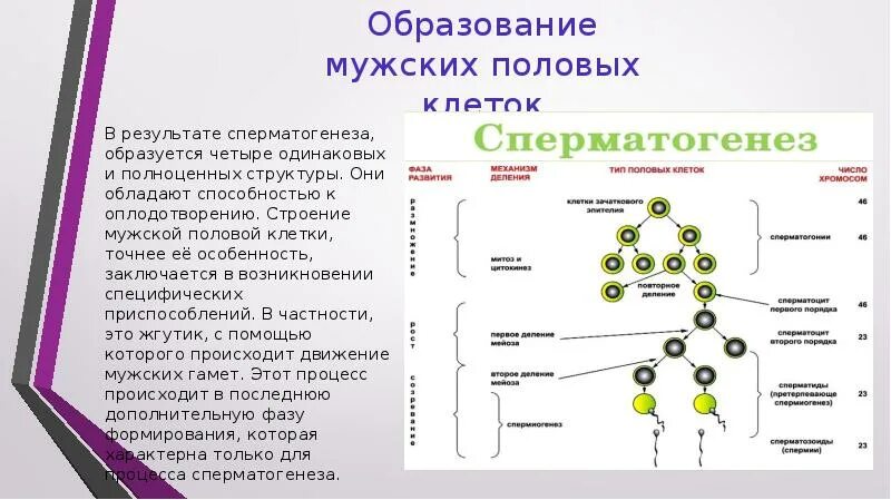 Процесс образования и созревания половых клеток. Строение половых клеток 10 класс. Особенности образования половых клеток таблица. Половые клетки гаметогенез. Презентация. Образование половых клеток гаметогенез презентация.