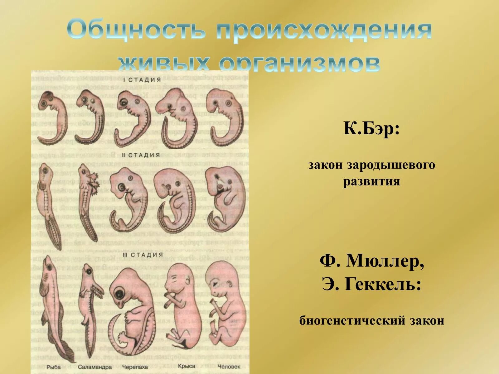 Онтогенез позвоночных закон геккеля. Геккель закон зародышевого сходства. Биогенетический закон э Геккеля. Закон Геккеля биогенетический закон. 1. Биогенетический закон э. Геккеля и ф. Мюллера. Принцип рекапитуляции.