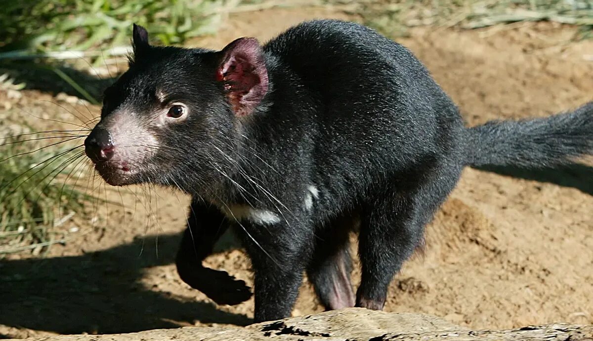 Животное похожее на большую крысу. Тасманийский поссум. Тасманийский дьявол. Тасманийский Филандер. Тасманский сумчатый волк.