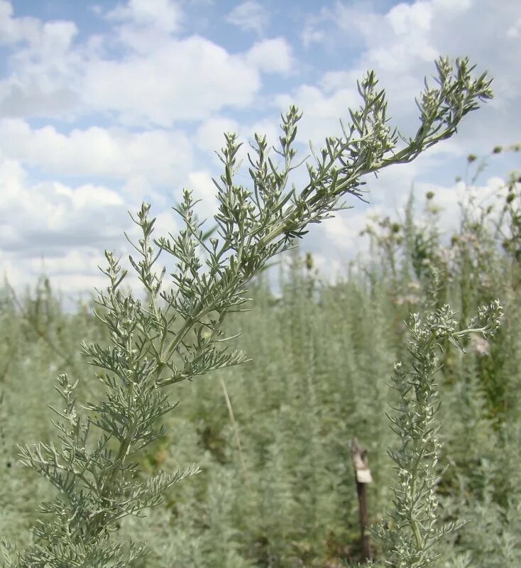 Жусан Полынь. Полынь горькая. Полынь Понтийская. Artemisia Pontica. У полыни запах легок и прян