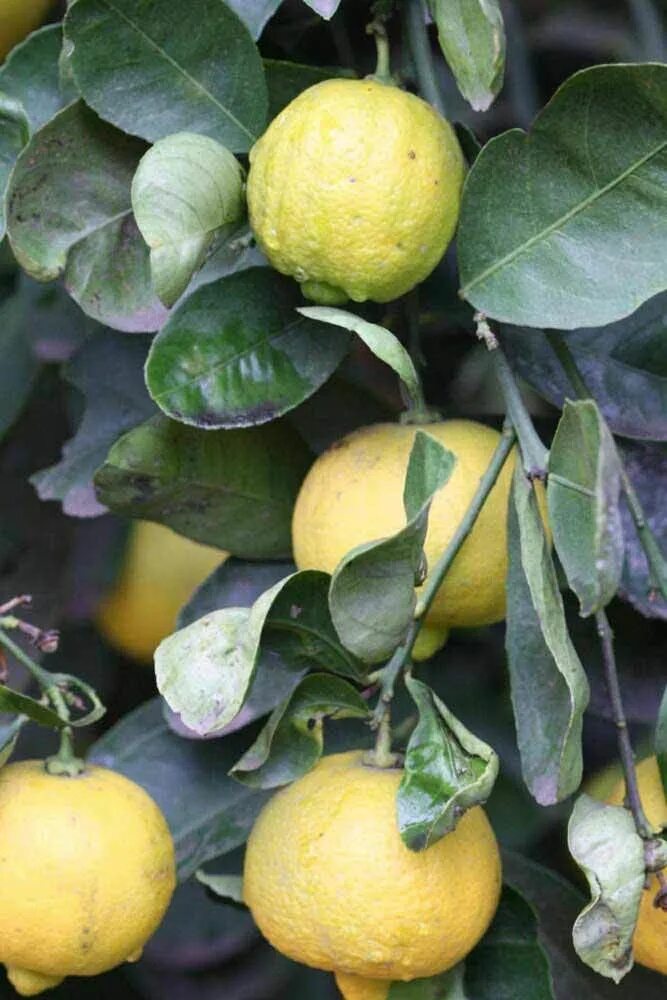 Citrus limetta