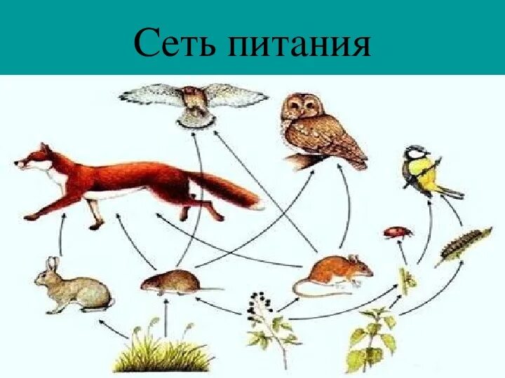 Пищевая цепочка. Пищевая цепочка питания. Пищевая цепочка для детей дошкольного возраста. Пищевая цепь с лисой.