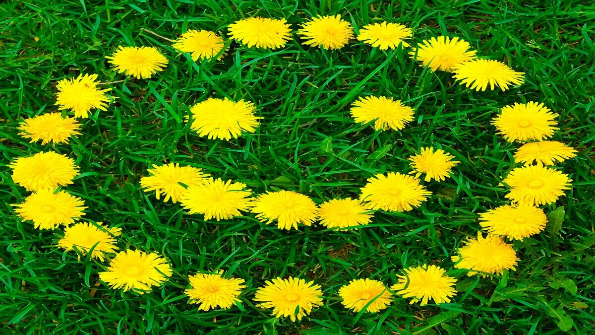 Как используют одуванчик. Одуванчик красноплодный. одуванчик лекарственное растение. собираем одуванчики. хоровод одуванчик.