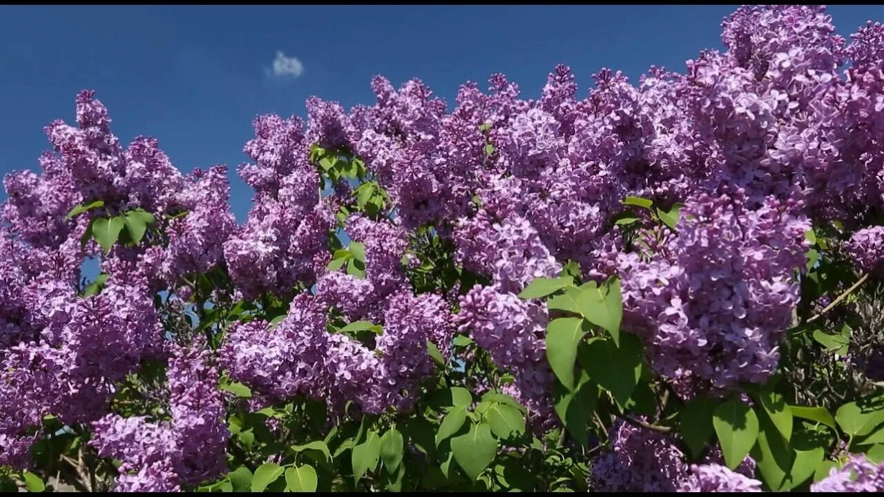 Цветение сирени когда. Сирень обыкновенная Syringa vulgaris "Prince Wolkonsky. Солитер это куст сирени. Сирень 2 22мм.