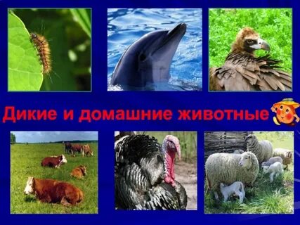 Дикий класс