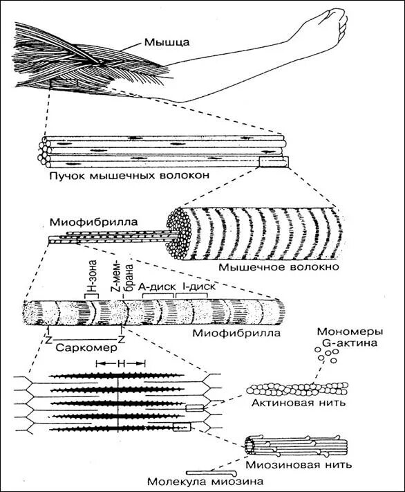 Мышечное волокно это. Схема строения миофибриллы. Строение скелетного мышечного волокна. Миофибриллы в мышечных волокнах рисунок. Схема строения скелетного мышечного волокна.