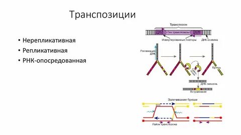 Четность транспозиции