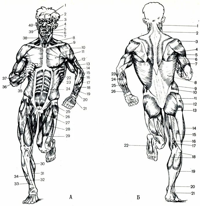 Возрастные особенности скелетной мускулатуры. Анатомические поезда. Болят мышцы. Похудение и потеря мышечной массы. Старческая саркопения.