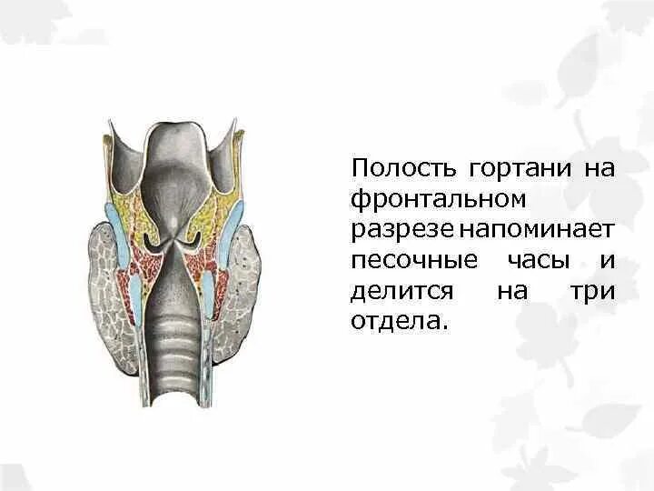 Дал в гортань. Схема строения полости гортани фронтальный разрез. Полость гортани анатомия строение. Непарные хрящи гортани анатомия. Строение гортани 3 отдела.