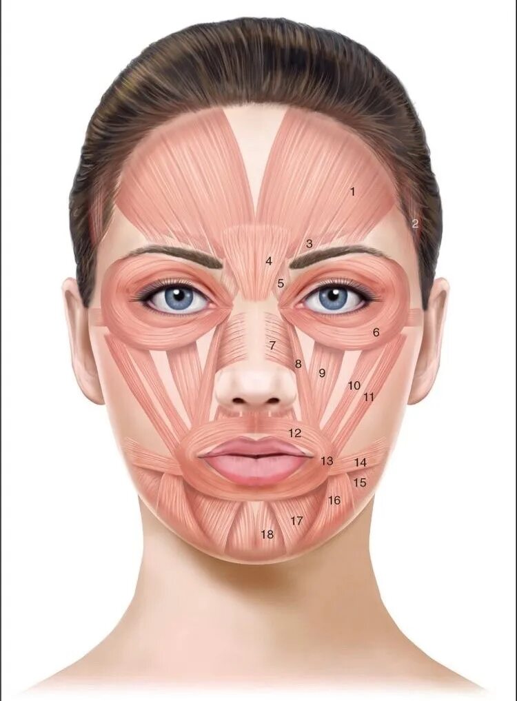 Косметология мышцы. Мышцы лица. Мышцы лица анатомия для косметологов. Мышцы лица в косметологии.