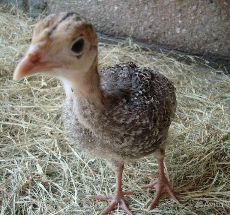 Птенец индюка. Маленький индюк. Индюшата суточные биг 6. Птенец индюка. Красивый индюк.