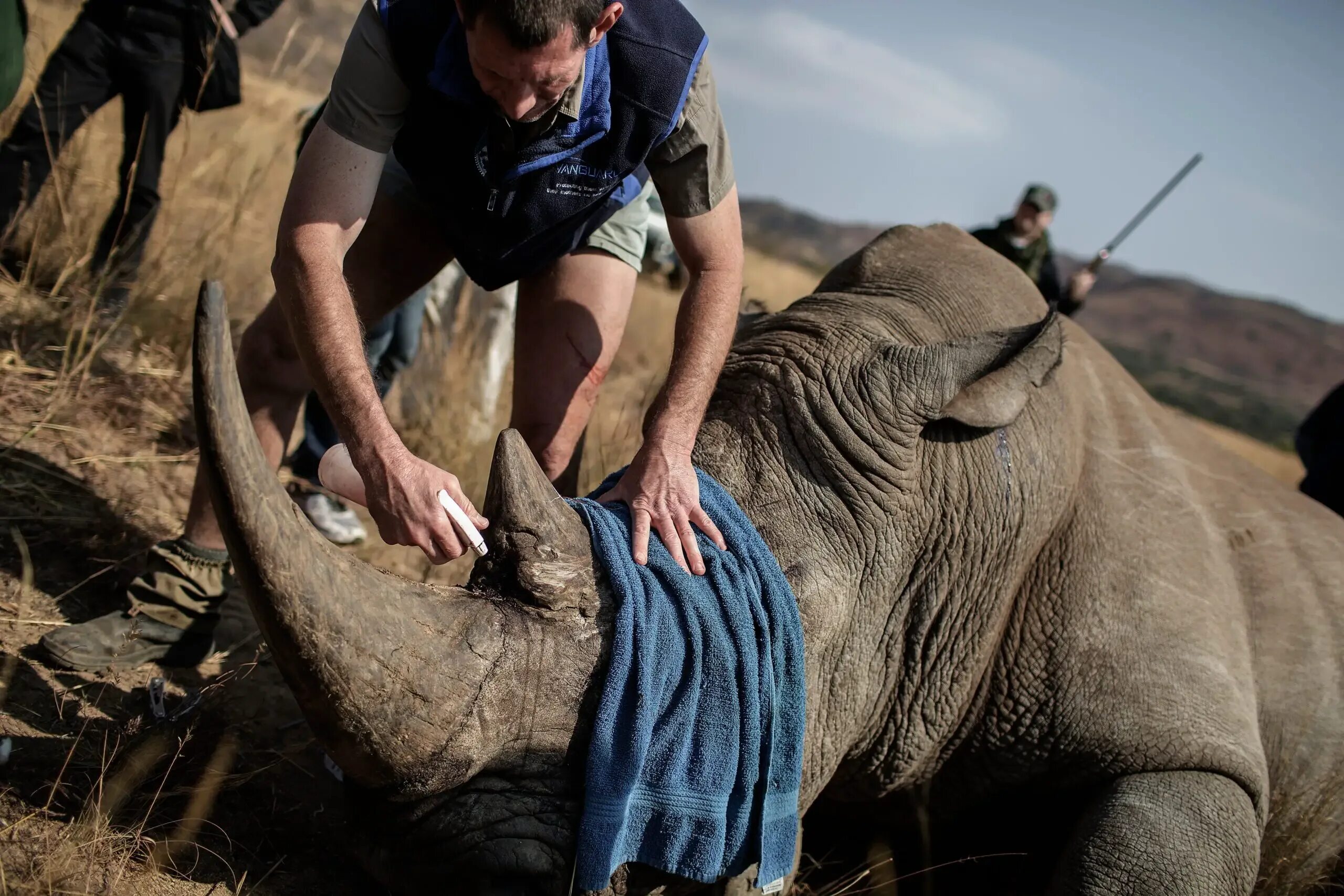 Носорог. Носорог в Африке. Elephant rhino