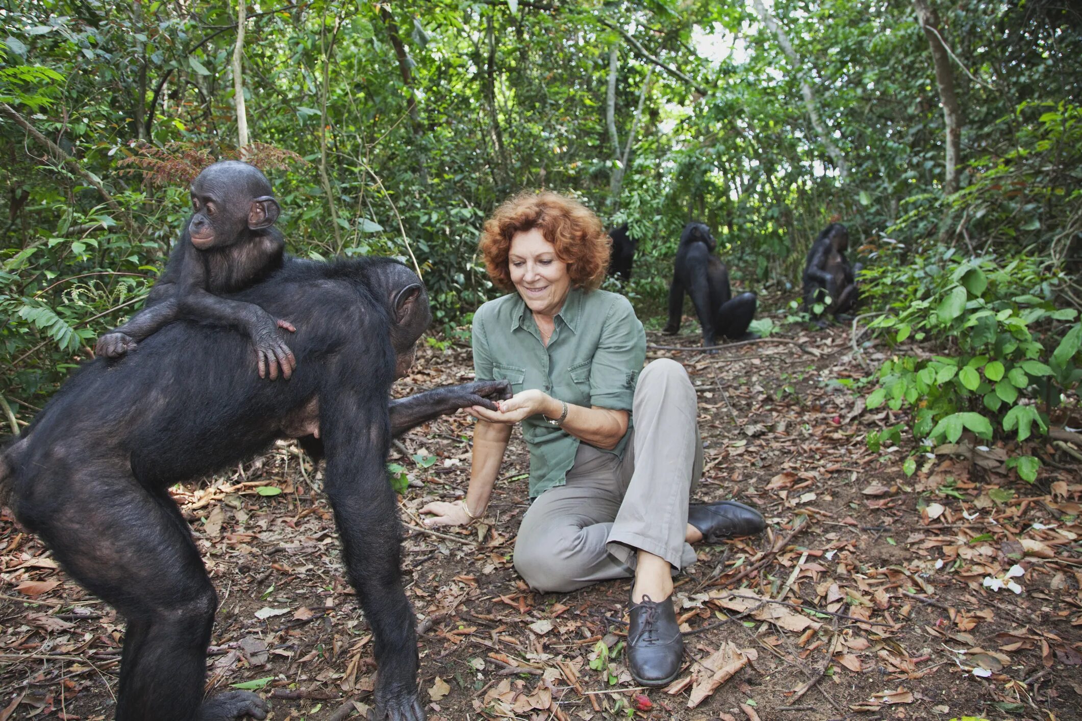 Покажи человека обезьяну. Шимпанзе бонобо. Шимпанзе бонобо и человек. Бонобо в Конго. Обезьяны в Конго бонобо.