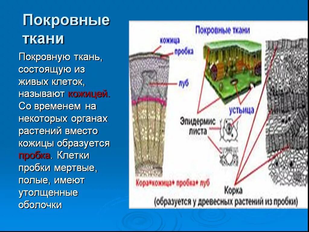 Покровная ткань кожица проводящая ткань впр. Покровная ткань растений пробка. Покровная ткань растений из мертвых клеток. Покровные ткани растений образуются из. Покровная ткань растений кожица пробка.