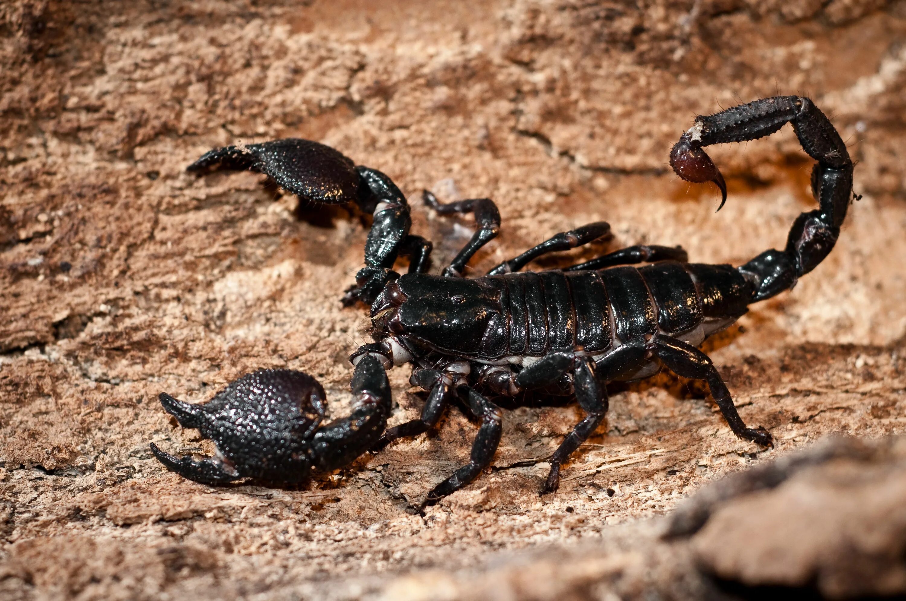 Animals scorpions. Скорпион пандинус Император. Мегрельский Скорпион. Императорский пандинус. Гвинейский Императорский Скорпион.