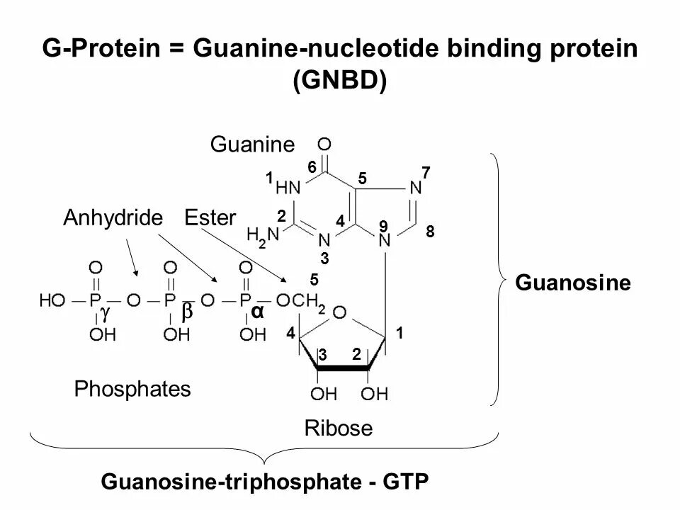 Гуанин рибоза. Гуанозин 5 фосфат. Гуанозин 3 фосфат. Гуанозин 6 фосфат. Гуанозин 2 3 фосфат.