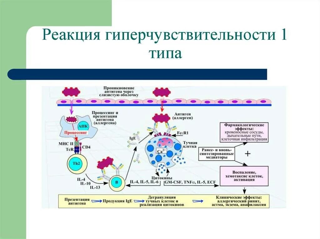 First reaction. Схема гиперчувствительности 1 типа. Реакция гиперчувствительности 1 типа механизм. Механизм развития аллергической реакции 1 типа. Механизм аллергической реакции 1 типа схема.