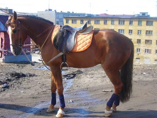 Конюшня мурманск. Конюшня. Кск изумрудный лес конюшня. Конюшня мурманск. Денники и стойла для лошадей.