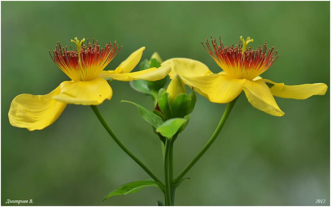 Зверобой большой. Hypericum ascyron. Зверобой. Зверобой изящный.