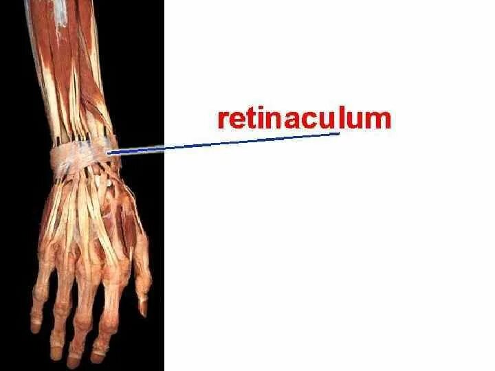 Retinaculum extensorum. Retinaculum extensorum. Retinaculum extensorum. Extensor indicis мышца. Retinaculum extensorum.