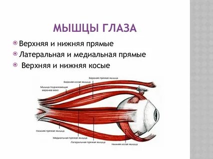 Прямая мышца глаза латынь