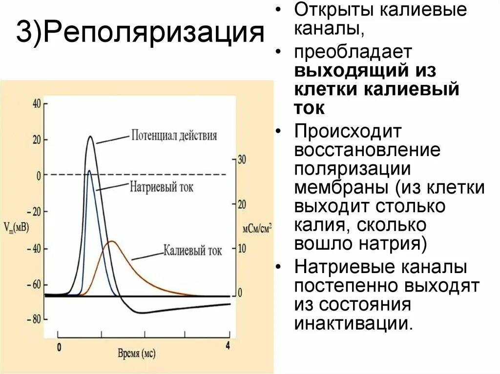 Деполяризация мембраны клетки. Реполяризация мембраны это в физиологии. Следовая деполяризация это в физиологии. Фаза деполяризации мембраны. Деполяризация реполяризация гиперполяризация физиология.