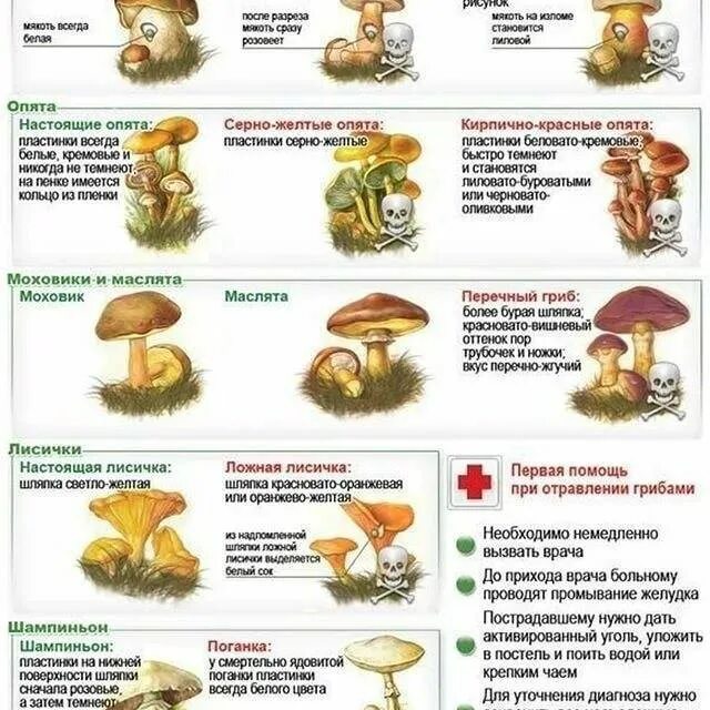 Как отличить съедобные. Различия съедобных и ядовитых грибов таблица. Отличие съедобных грибов от несъедобных. Грибы двойники съедобные и несъедобные маслята\. Как различить съедобные грибы от несъедобных.