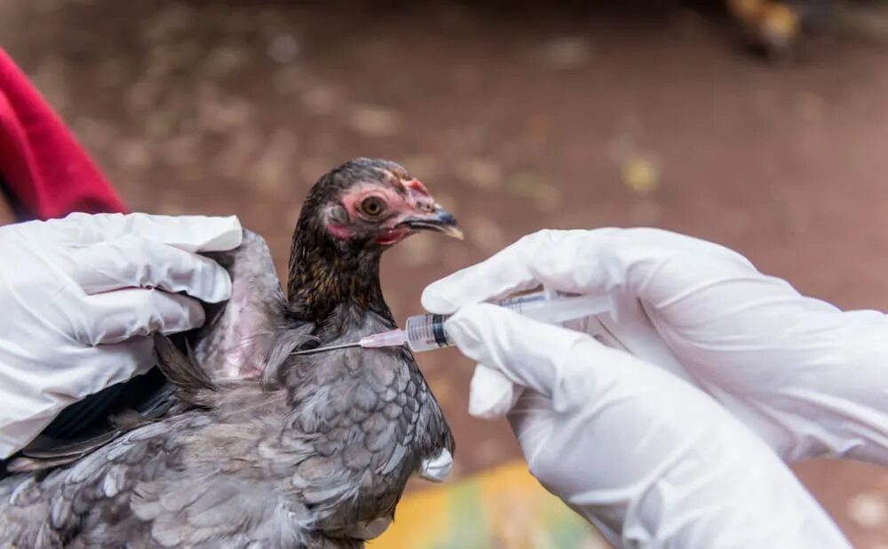 Инфекционный ларинготрахеит птиц вакцины. Вакцинация против птичьего гриппа.