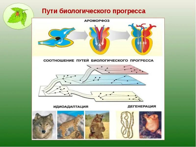 Первый биологический прогресс. Пути достижения биологического прогресса ароморфоз. Биологический Прогресс ароморфоз идиоадаптация. Направление биологического прогресса ароморфоз идиоадаптация. Главные направления эволюции ароморфоз идиоадаптация дегенерация.