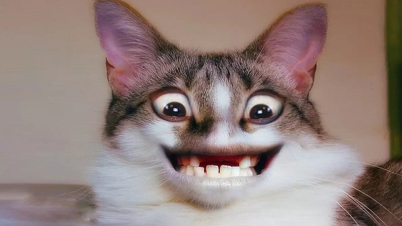 Кот улыбка картинки. Беззубый кот. кот ржака. смешные животные до слёз. кот угорает.