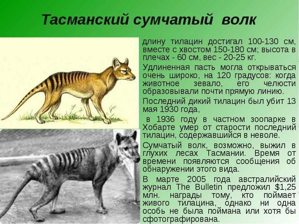 Доклад о животном 7 класс