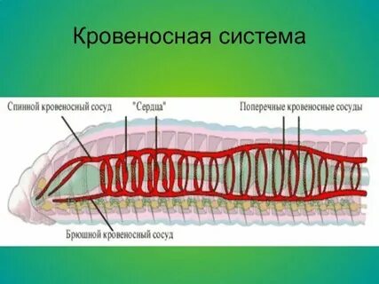 У круглых червей сердце