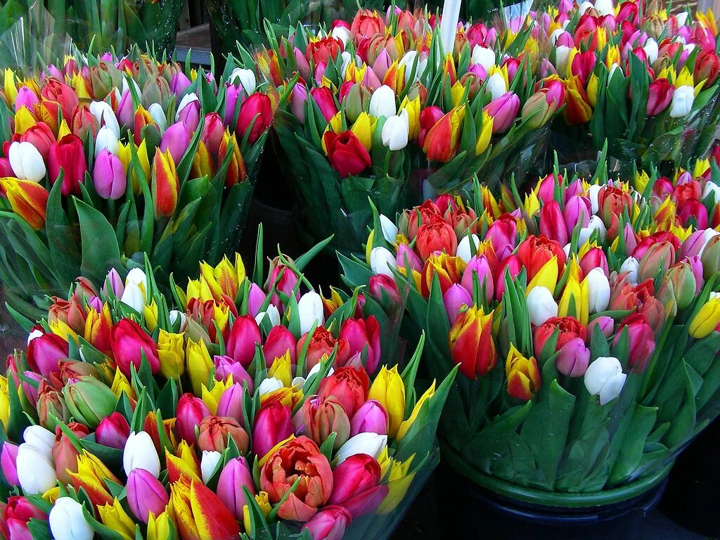 Купить тюльпаны в цветочном магазине. Тюльпаны разноцветные. Букет разноцветных тюльпанов. Тюльпаны срезка. Тюльпаны свежесрезанные.