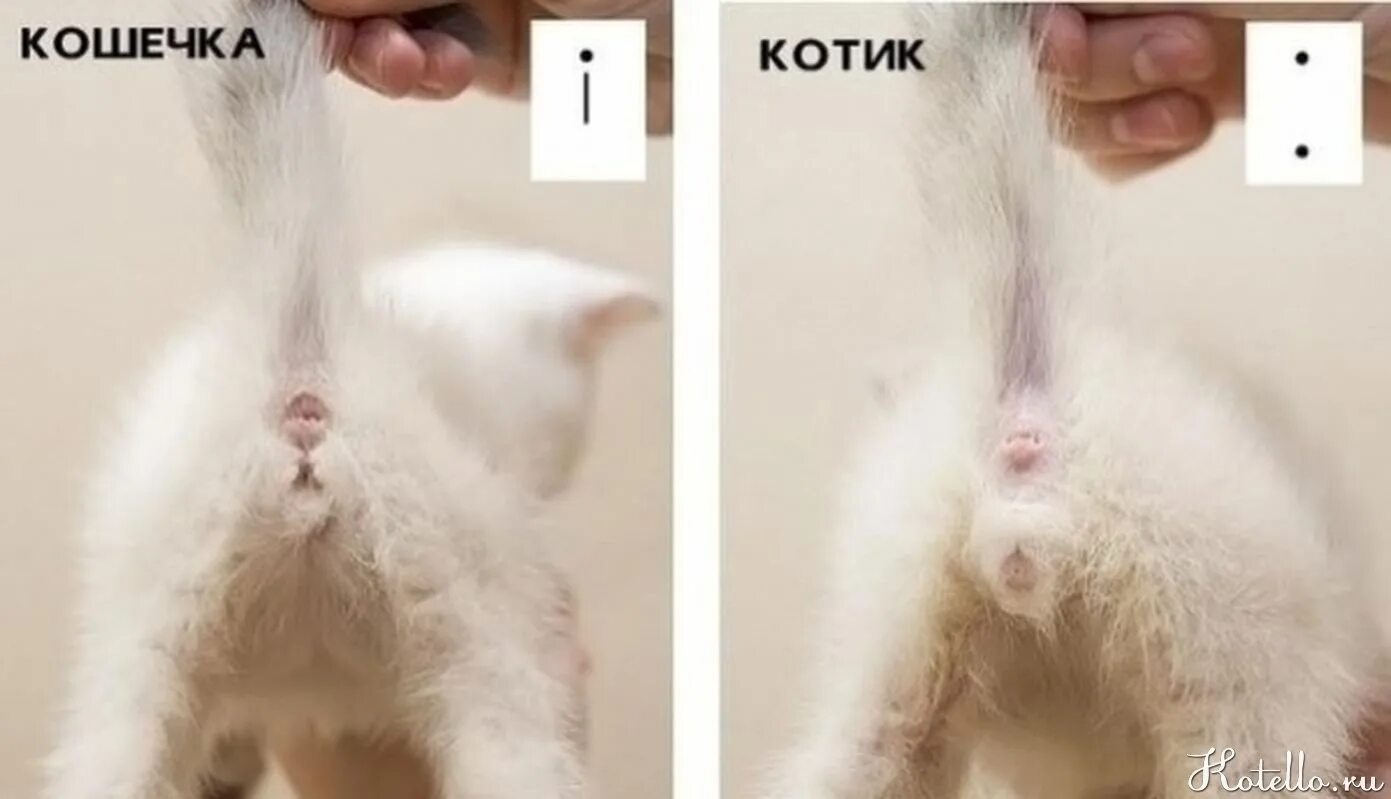 Как определить пол котенка в 1 месяц. Как определить пол котенка. котенок мальчик как определить. половые органы котенка мальчика. как определить мальчик или девочка котенок.