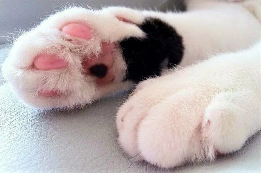 Лапки кошки. Кошачья лапа. Кошачьи подушечки. Кошачьи подушечки на лапах. Фото лапок кошек
