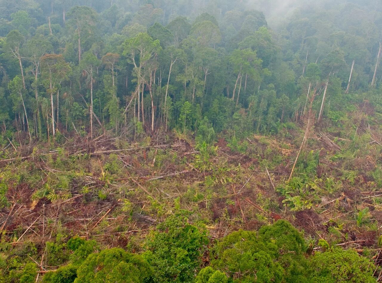 Обезлесение тропических лесов. Обезлесение в Африке. Обезлесение в Индии. Камбоджа Обезлесие.