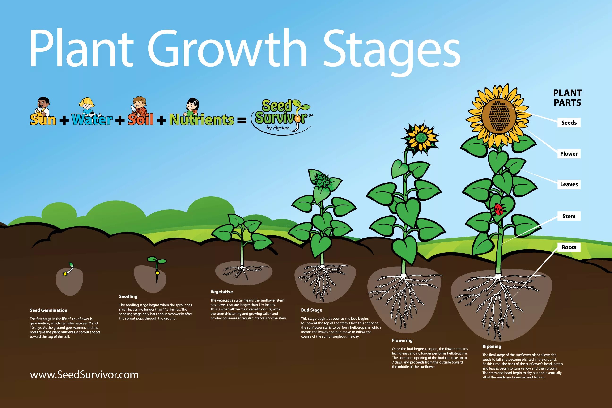 Cut down plant. Этапы роста растений. Как растет цветок. Схема роста растения. Рост растений.