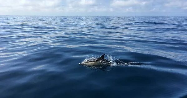 Воды атлантики. The usa is washed by the pacific ocean in the west and the atlantic ocean and the gulf of mexico in the east. Cold waters скриншоты. Карибское море атлантический океан слияние. Атлантический океан.