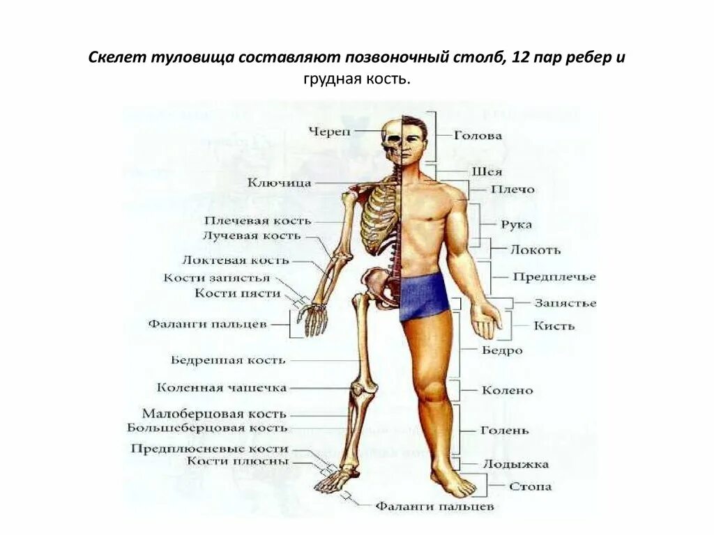 Скелет туловища. Части скелета туловища. Скелет туловища человека. Расскажите о скелете туловища.