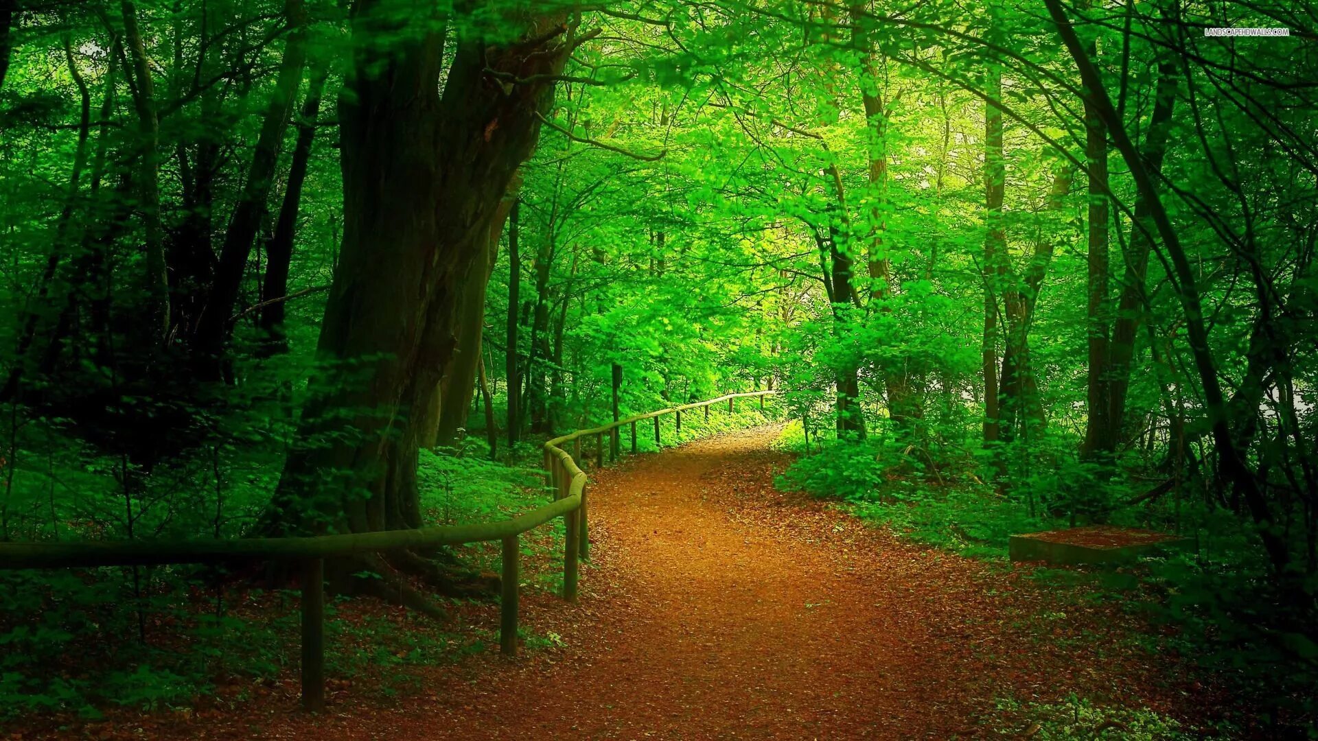 К чему снится зеленый лес