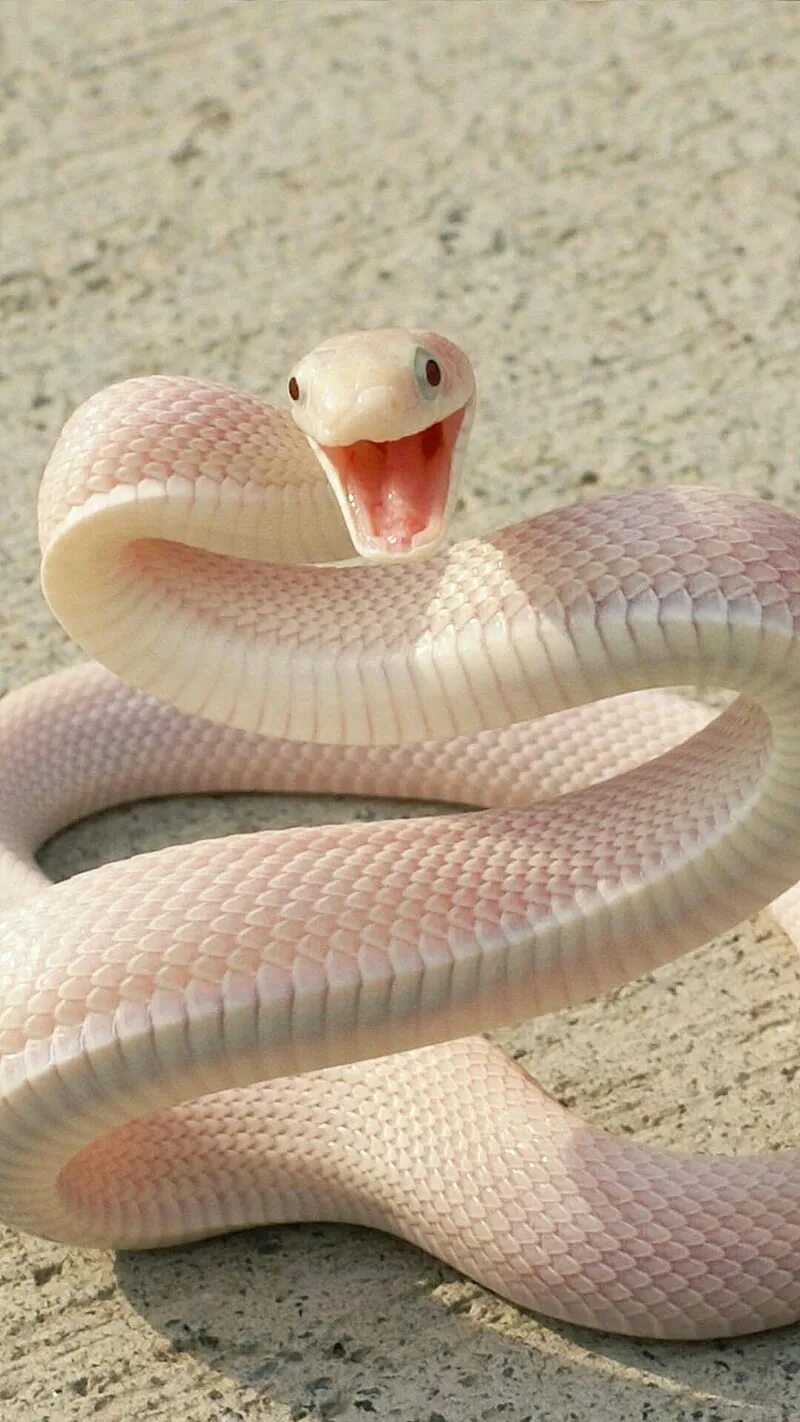 Розовые змеи. Красивые змеи. Милые змеи. Окрас змеи.