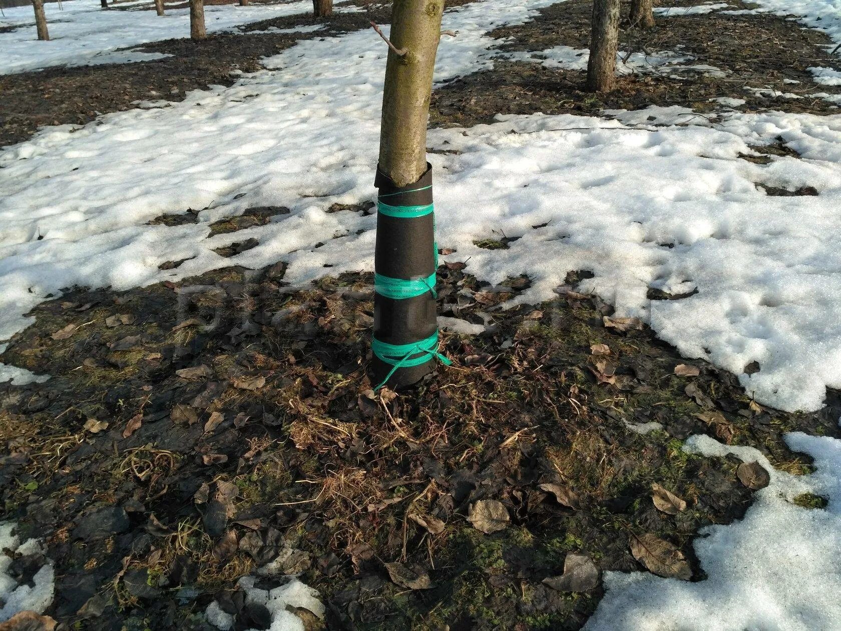 Подготовка яблонь к зиме