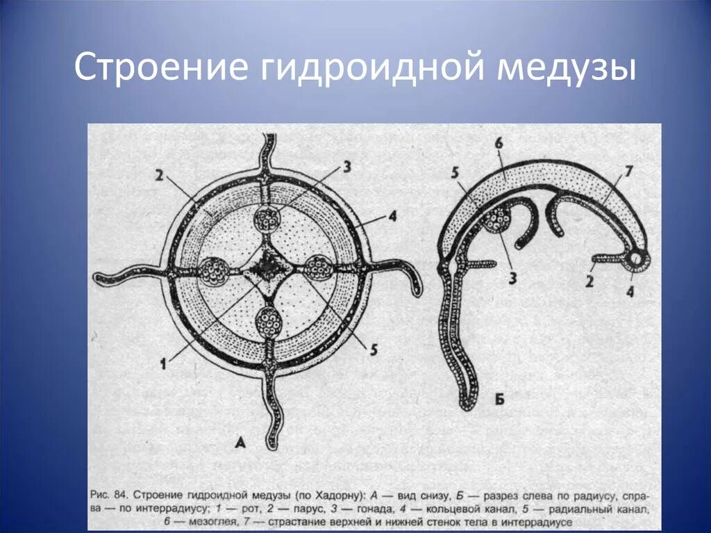 Схема строения гидромедузы. Строение гидромдноидной медузы. Строение гидроиднрйй медузы. Строение гидроидных. Кольцевой канал