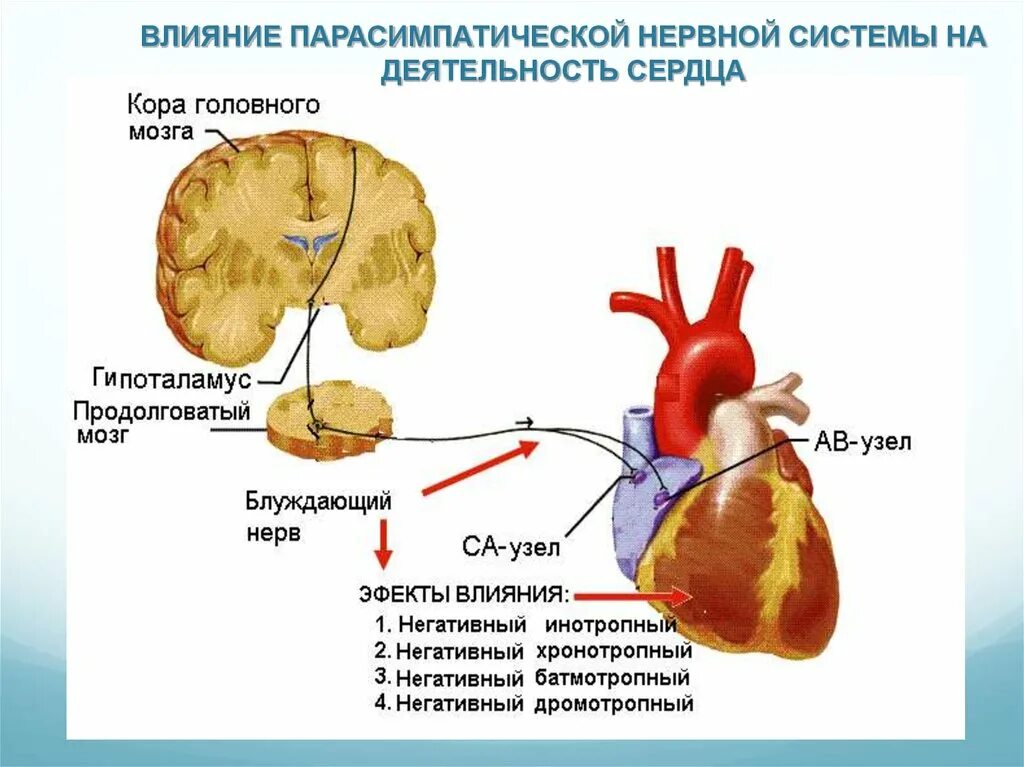 Схема регуляции сердечной деятельности. Влияние парасимпатической системы на сердце. Влияние парасимпатических нервов на деятельность сердца. Нервная парасимпатическая регуляция сердечной деятельности.